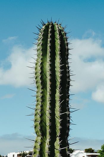 green cactus, thorns, cloudy sky, bright blue sky, scattered clouds, towering cactus, majestic cactus, desert plant, outdoor scene, natural landscape, spiky cactus