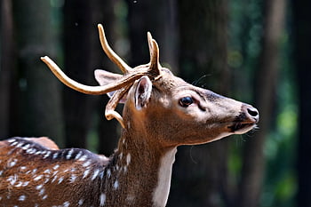 鹿、 動物、 野生動物、 哺乳類、 自然、 種、 動物相