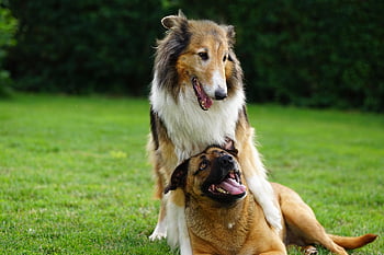 犬、 ペット、 犬歯、 動物たち、 自然、 うそをつく、 毛皮、 遊びます、 鼻、 哺乳類、 草