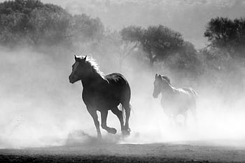 Stalloni marroni e bianchi, Cavalli in esecuzione, campo, polvere, fotografia in bianco e nero, cavalli selvaggi, natura, all'aperto, la libertà, azione, paesaggio