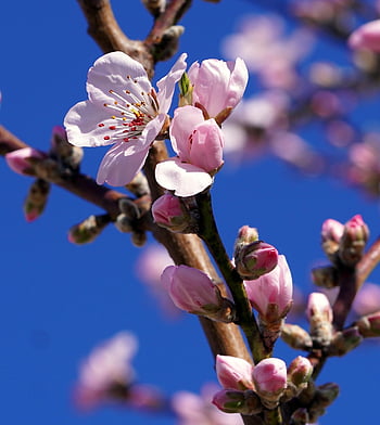 almond Tree, almond Blossom, tree Blossom, nature, flora, plant, flowers, pink Flowers