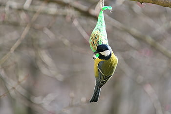 tit sýkorka, pták, portrét, roztomilý, obdivuhodný, zvědavě, zvířat, Příroda, mimo, obratlovců, detailní