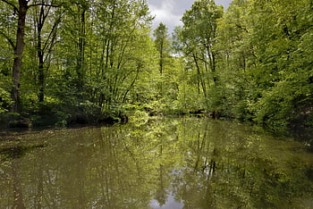 บ่อน้ำ, น่านน้ำ, biotope, ป่า, การสะท้อน, ต้นไม้, Waldsee, เงียบ, บทกวีลูกทุ่ง, การผ่อนคลาย, ธรรมชาติ