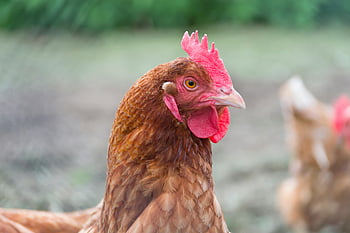 gallina marrone, vicino foto, gallina ruspante, piumaggio vivido, ambiente naturale, scatto dettagliato, pollo, animale da fattoria, pollame, scena rurale, ambientazione esterna