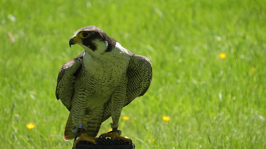Alaca şahin, kuş, hayvan, falco peregrinus, şahin, falco, yırtıcı hayvan, yırtıcı kuş, en hızlı kuş, doğancılık, doğa