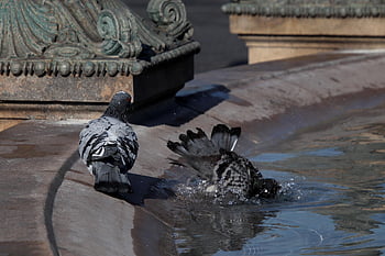 Tauben, Vögel, Brunnen, Tiere, Becken, Natur, Vogelbad, Place de la Concorde, Paris, Frankreich
