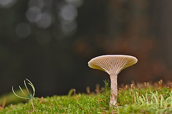 disc Fungus, mushroom, fall, forest, moss, close Up, forest Floor, nature, fungal Science