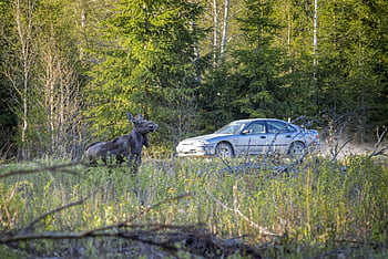 elk, Los, alces alces, les, zvíře, savec, Příroda, hlava, volně žijících živočichů, divoký, lov