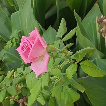 rose, pink, flower Wallpaper, nature, valentine, garden, pink Rose, beautiful Flowers, red Rose, anniversary, love