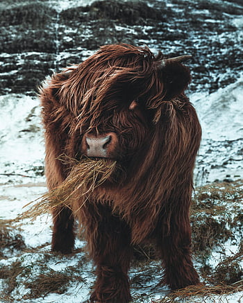 brown cow, pasturing, winter, snowy landscape, Faroe Islands, highland cow, hay, tranquility, serene, farm animal, nature