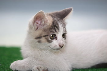kucing, anak kucing, kucing liar, membelai, gilnyangyi, hewan peliharaan, alam, hewan, bayi kucing, imut, meong