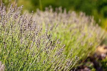 south, france, lavender, landscape, sky, gar, provence, europe, mediterranean, nice, beach