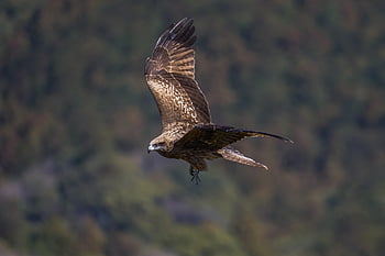 pták, Kite s černým ušima, křídla, raptor, papírový drak, dravý pták, ptačí, volně žijících živočichů, divoký, Příroda, Milvus migrans lineatus
