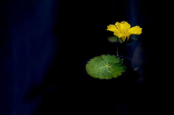 flower, lotus, nature, pond, plant, flower Wallpaper, buddhism, water Lilies, meditation, petal, flower Background