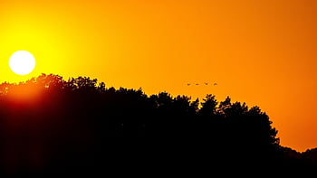 sunset, nature, birds, trees, outdoors, dusk