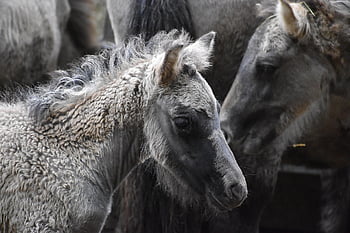 hříbě, stádo, Tarpani, divocí koně, Przewalskiho koně, zoo, východní Evropa, zvířat, Příroda, savců, Equus Ferus Ferus