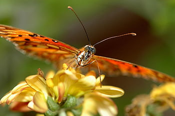 butterfly, beautiful Flowers, antennas, insect, nature, ala, ali, flower Background, summer, animals, flower Wallpaper