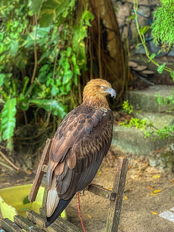 pták, raptor, adler, dravý pták, účtovat, bílý sledoval orla, peří, ave, ptačí, ornitologie, pozorování ptáků