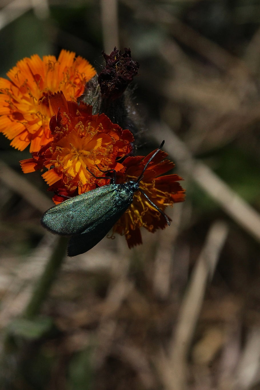beetle, flower, insect, nature, flower Wallpaper, beautiful Flowers, wing, flower Background, macro, plant, animal