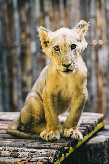 lion cub, young lion, natural background, posing on log, wildlife photography, animal photography, cute lion cub, baby lion, wild animal, cub photo, lion cub picture