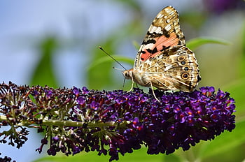 Vanessa Cardui, flor, mariposa, polen, polinizar, polinización, mariposa pavo real, fondo de flores, alas de mariposa, insecto con alas, floración