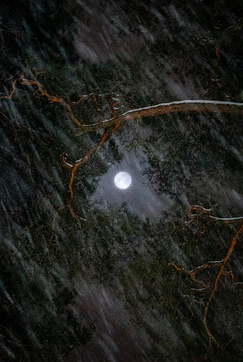 zelený strom malování, Mystická noční scéna, úplněk, větve stromů, rytířské umění, měsíční svit, příroda malba, strom umění, noční obloha, větev umění, malování na měsíc
