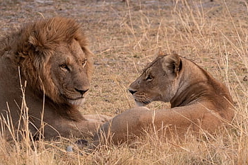 lion, pet, feline, panthera, cat, predator, mane, tail, male, female, savanna