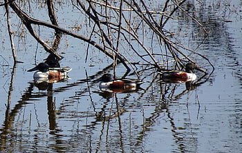 duck, bird, northern Shoveler, spatula Clypeata, shoveler, water Bird, pond, nature, waterfowl, aquatic, bharatpur
