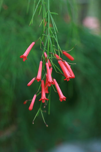 firecracker Plant, flowers, nature, fountainbush, coral Plant, coral Fountain, coralblow, fountain Plant, russelia Equisetiformis, pink Flowers, bloom