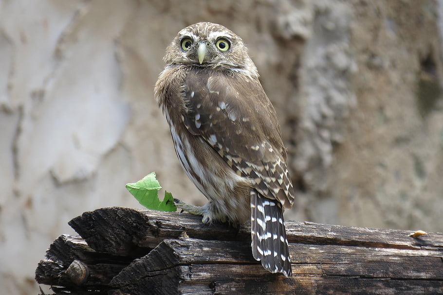 coruja, Passaro, predador, natura, Caburé, animale