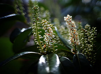 outdoor, laurel, flowers, nature, flora, garden, plant, natural, blossom, bloom, green
