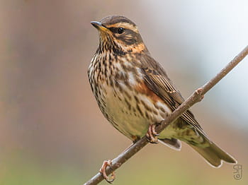 Červenokřídlý ​​drozd, turdus iliacus, prohlížení ptáků, zpěvní ptáci, canon eos 70d, Canon EF 100-400, Kongsberg Norsko, zahrada, fotografování ptáků, volně žijících živočichů, Příroda