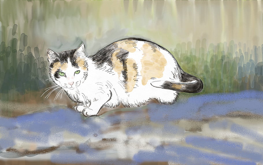 Calico cat, tricolor, white dominant, digital art, drawing, sketch, pencils, cat, tricolore, Dreifarbig, Katze