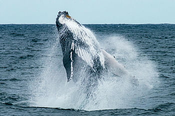 humpback whale, breaching, ocean, Sydney coast, nature's beauty, marine life, wildlife photography, whale watching, aquatic animals, natural spectacle, wildlife conservation