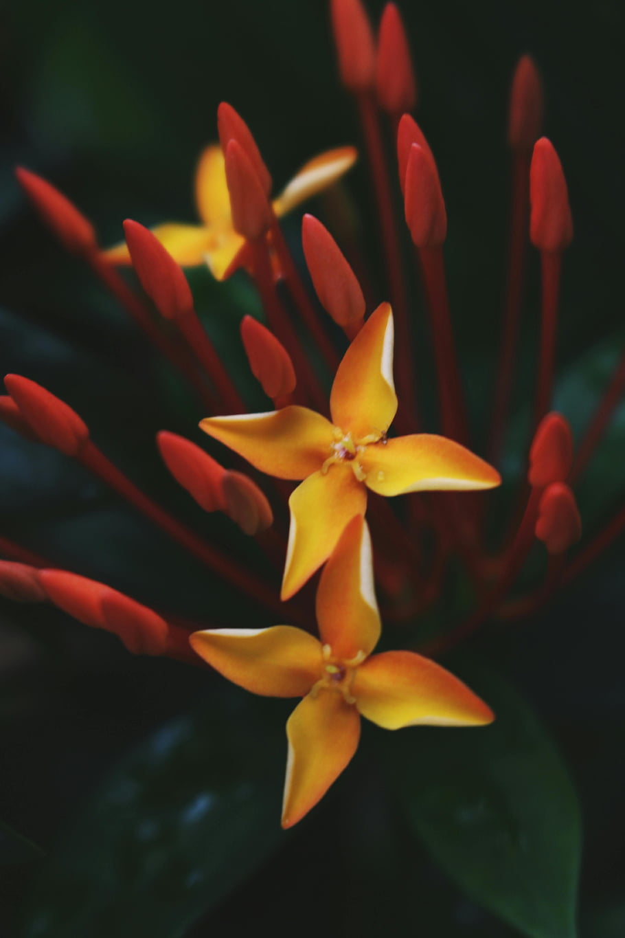 ixora květiny, žlutá Ixora, ixora coccinea, detailní fotografie, makro snímek, živé květy, přirozené světlo, poupata, květinové fotografie, tropické květiny, zahradní květiny