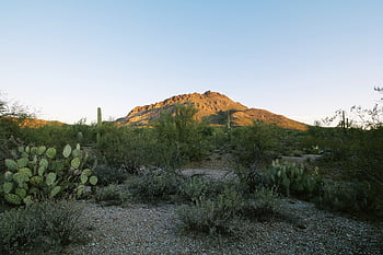 nature, outdoor, wallpaper, saguaro, cactus, arizona, spiny, ponder, meditate, national, park