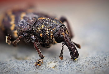 rüßelkäfer, σκαθάρι, έντομο, macro, φύση, έντομα, ζώο, έλεγχος παρασίτων