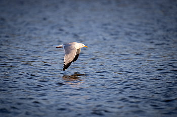 bird, flying, animal, feather, nature, wildlife, wing, flight, fly, freedom, single
