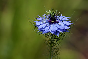 Fetiță în verde, negru chimen, nigella damascena, floare albastră, natură, petale, plantă, floare frumoasa
