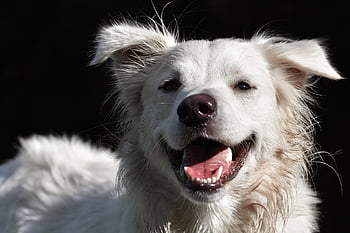 犬、 鼻、 家畜、 白、 ペット、 哺乳類、 動物、 4本足、 毛皮