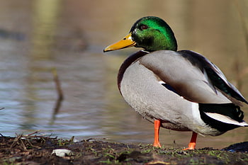 kačer, divoká kachna, kachna, vodní pták, peří, rybník, pták, ornitologie, fauna, zvíře, volně žijících živočichů
