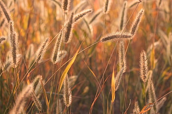 grasses, seeds, wiese, schöne Natur, fotos, hintergrund, hintergrundbild, mobile Wallpaper, poster, postkarte, stem