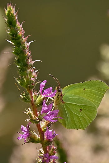 pillangó, gonepteryx rhamni, lepkék, gyönyörű virágok, virág, virág háttér, beporoz növényt, beporzás, rovar, szárnyas rovar, pillangószárnyak