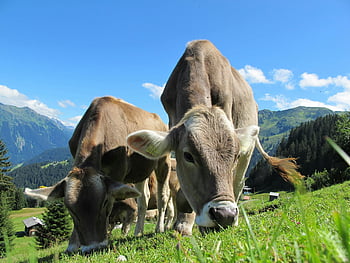 cattle, eating grass, field, cows, grazing, mountain pasture, bright blue sky, rural tranquility, lush field, peaceful scene, animals