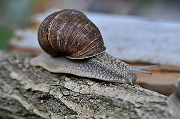siput, hewan, moluska, spesies siput, margasatwa, alam, merapatkan