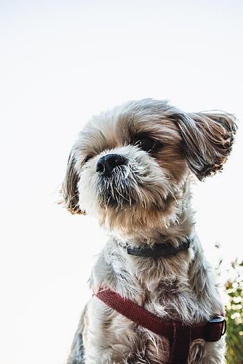 dog, shih Tzu, nature, puppy, animal, mammal, pet, outdoors, canine
