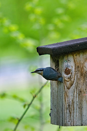woodpecker Great Tit, the Eurasian Nuthatch, wood Glue, bird, avian Flu, wildlife, sitta Europaea, nature, nuthatch