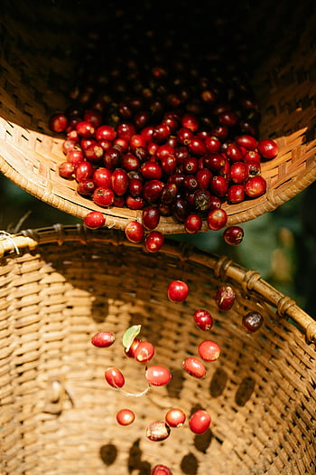 rijpe koffiebessen, rieten mand, Koffie kersen, buiten instelling, zonnig, detailopname, Rode koffie kersen, koffie oogst, rieten manden, koffie productie, koffie fruit