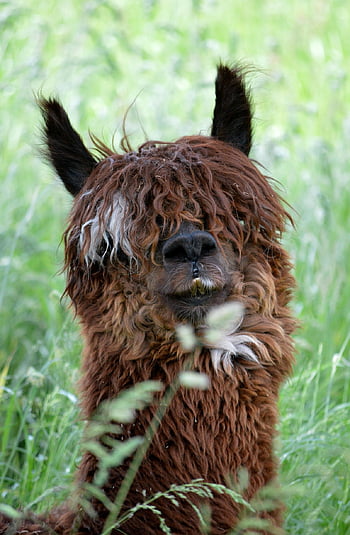 lama, alpaka, savec, lama hlava, hlava, volně žijících živočichů, srst, divoké zvíře, hospodářského zvířete, vlna, Příroda