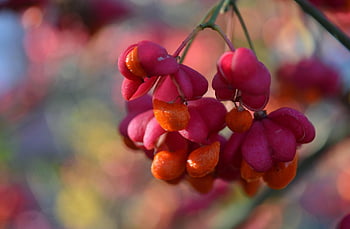 euonymus europaeus, vřeteno, evropské vřeteno, strom vřetena, keř, okrasný keř, detail výstřel, barevný, Ovoce v kapsli, obyčejný euonymus